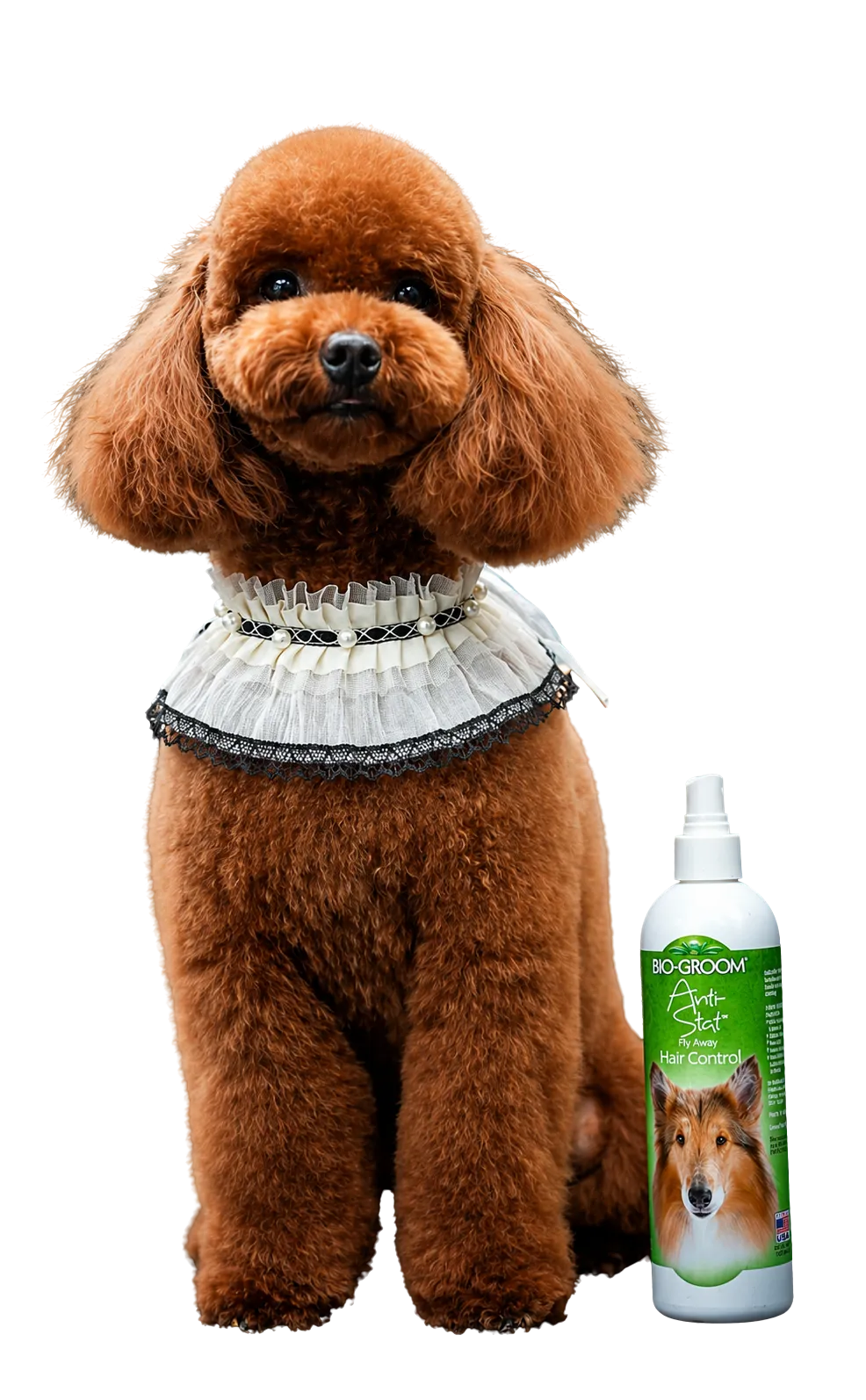 Dog Grooming Service