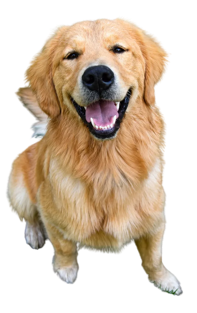Happy Dog
